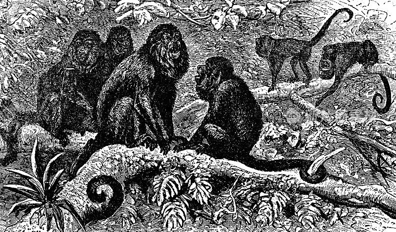 熊吼猴(Alouatta Seniculus arcto总科)- 19世纪